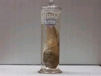 藏品(寡鱗瞻星魚)的圖片